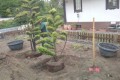Bonsai geben Struktur in den Garten.jpg