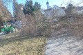 der Baum liegt.jpg